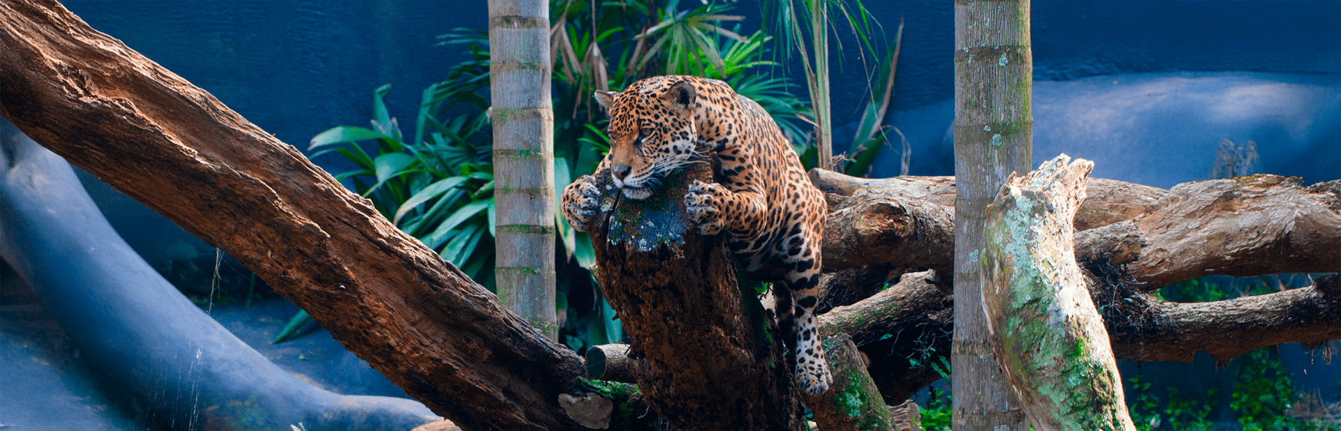 Zoológico de São Paulo