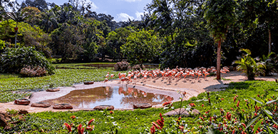 tickets.groups.section1.banner.link.mobile