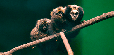 tickets.groups.section4.image.link