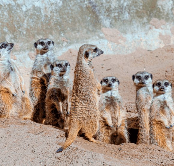 VISITA EM GRUPO
AO ZOO SÃO PAULO
