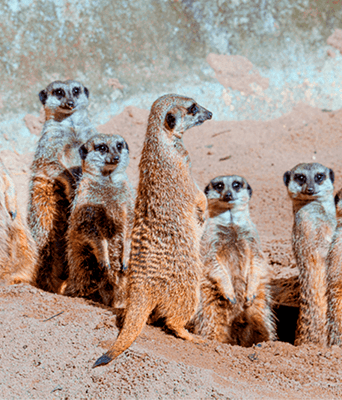 VISITA EM GRUPO
AO ZOO SÃO PAULO